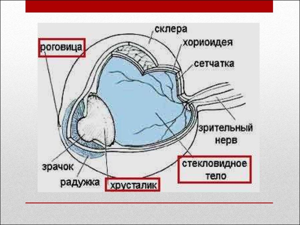 Хориоидея глаза. Хориоидея глаза функции. Хориоидея строение. Строение и функции хориоидеи. Хориоидея состоит из слоя.