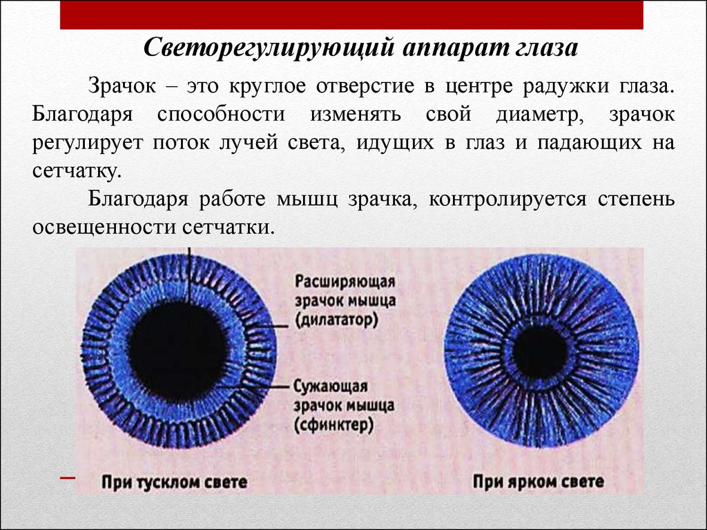 Зрачок в организме человека выполняет функцию. Зрачок глаза строение и функции. Функции оболочек глаза радужка. Строение зрачка и ее функции. Структура зрачка глаза.