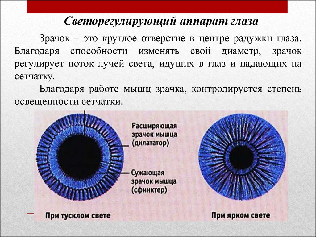 Пропусти глаза. Функции оболочек глаза радужка. Зрачок строение и функции. Строение зрачка глаза человека. Функции зрачка глаза.