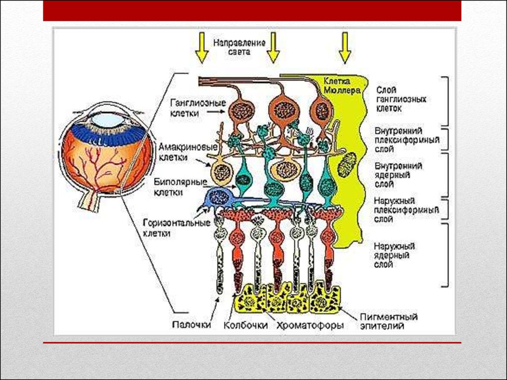Что воспримут изображенные на рисунке рецепторные клетки