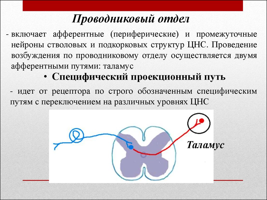 Проводниковый отдел анализатора состоит