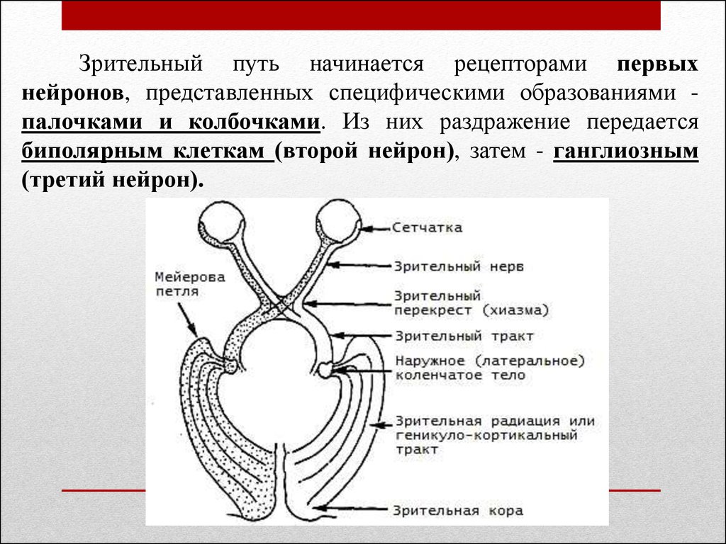 Зрительный. Схема зрительного анализатора Рецептор. Зрительный нерв путь. Зрительный путь схема. Строение зрительного пути.