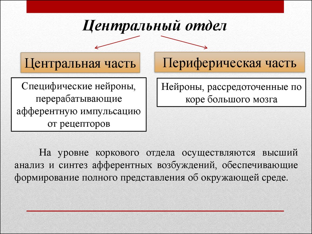 Отзывы центральный отдел. Центральный анализ. Светопреломляющий аппарат. Афферентная импульсация это простыми словами. Афферентная импульсация.