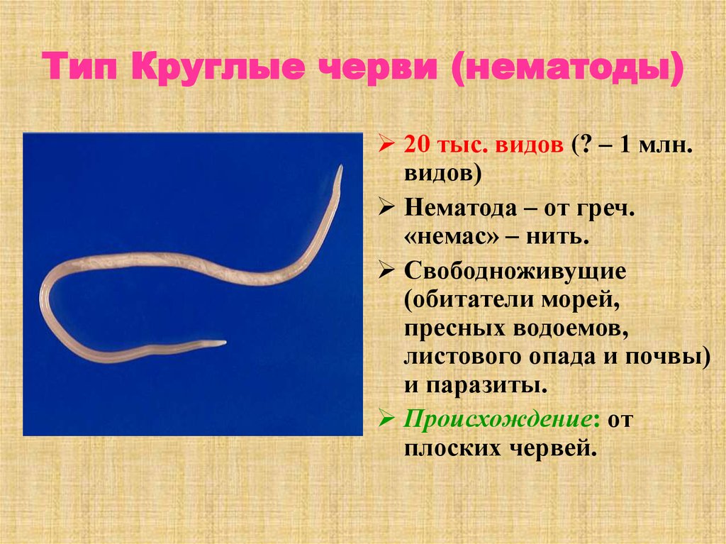 Почему круглых червей. Круглые черви нематоды паразиты. Тип круглые черви нематоды. Тип круглые черви класс нематоды. Круглые черви нематоды аскарида.