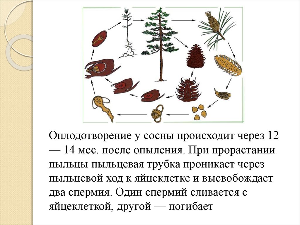 Оплодотворение голосеменных. Оплодотворение сосны. Оплодотворение сосны обыкновенной. Как происходит оплодотворение у сосны. Оплодотворение шишек сосны.