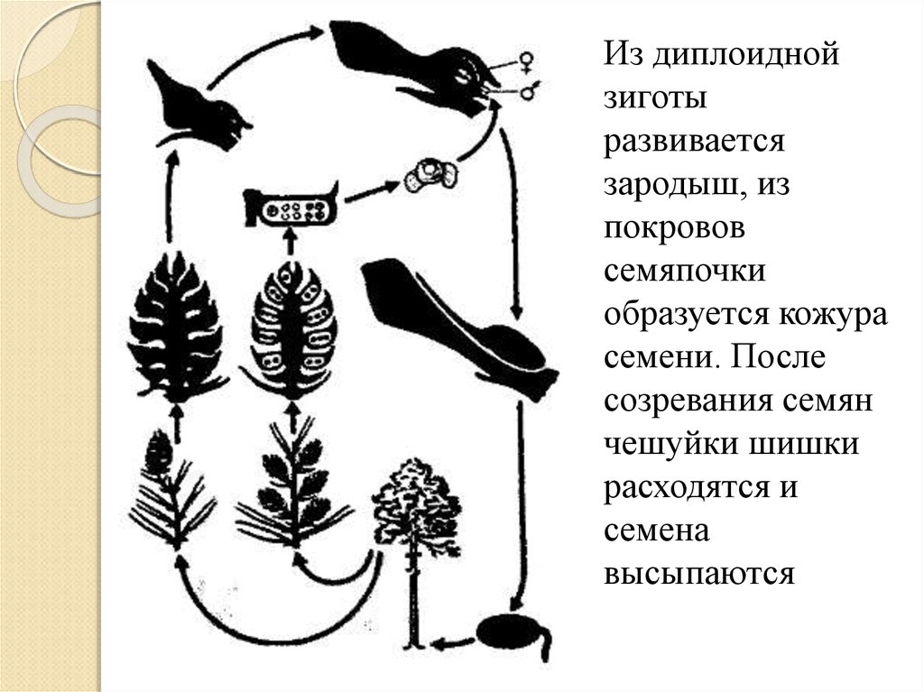 В мужских шишках развивается. Зародыш голосеменных диплоидный. Семя сосны диплоидное?. Семенные растения. Glossopteris птеридосперм.