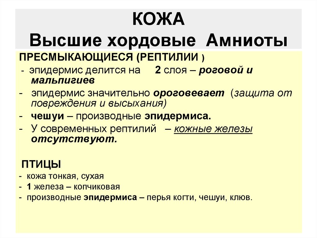 Характеристика подтипа позвоночные анамнии и амниоты. Анамнии и амниоты. Группы анамнии и амниоты. Признаки анамний и амниот. Строение яйца анамний и амниот.