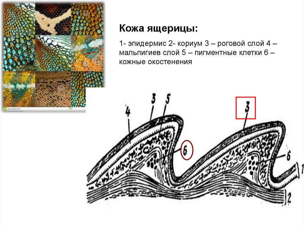 Кожа рептилий строение. Строение кожи ящерицы. Строение кожи пресмыкающихся. Кожные покровы ящерицы. Слой кожи рептилий.