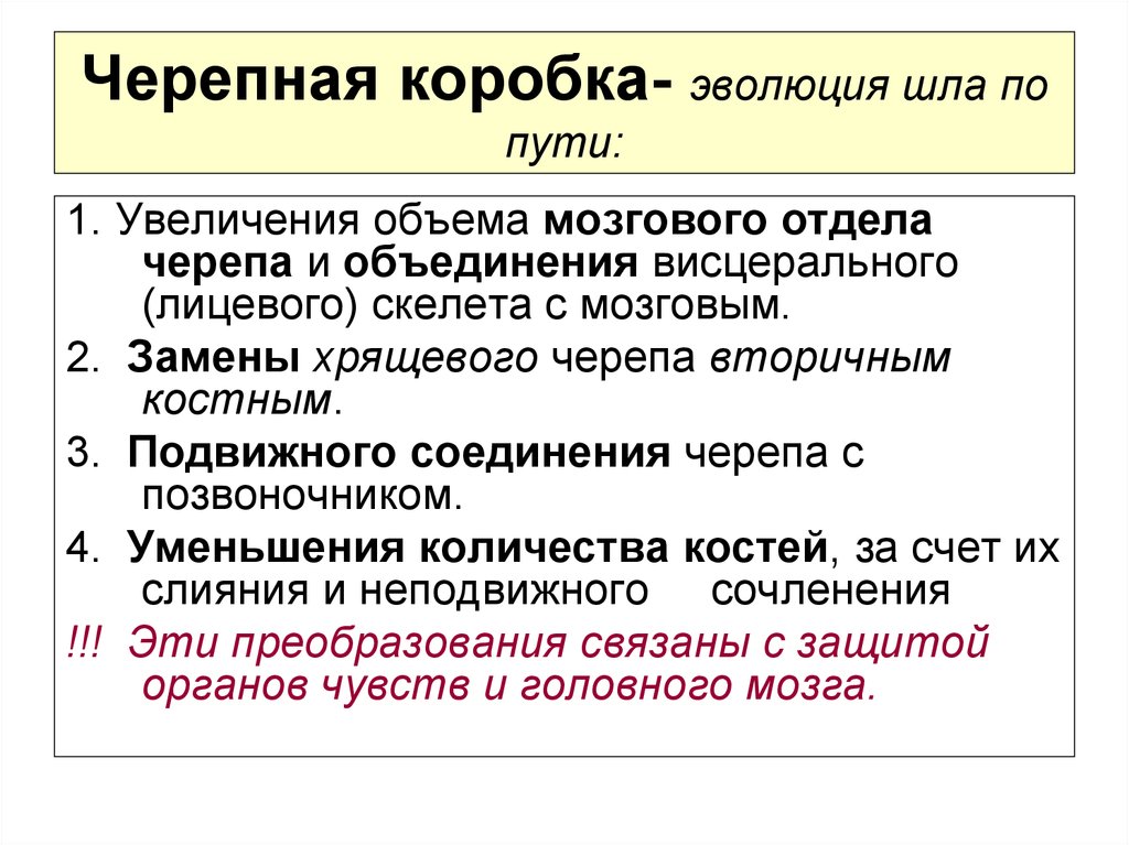 В каких направлениях шла эволюция трехслойных животных