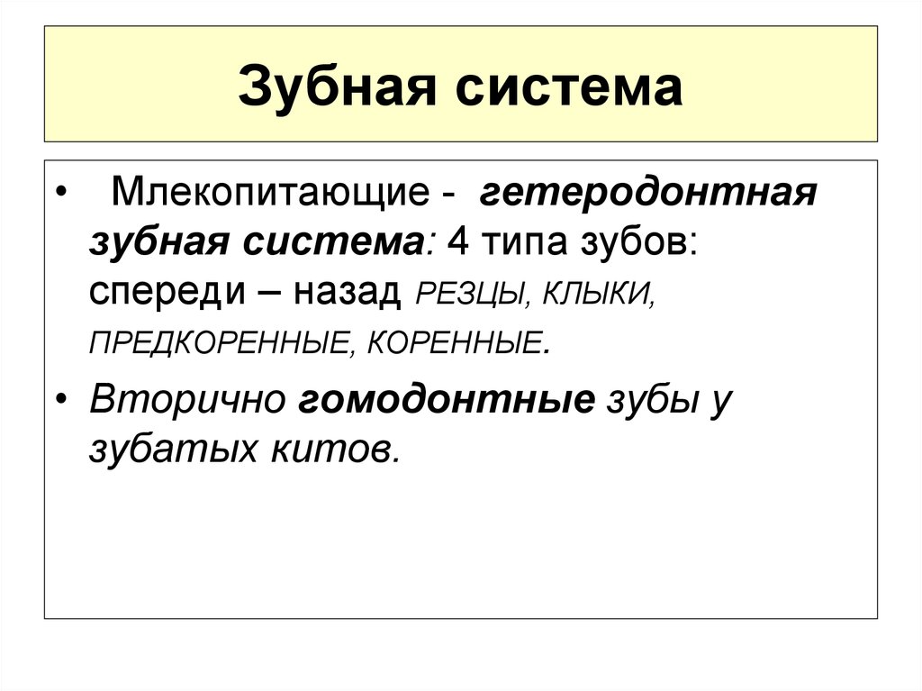 Гетеродонтная зубная система у млекопитающих. Зубы гомодонтной системы. Гомодонтная и гетеродонтная зубная система. Гетеродонтная зубная система человека. Типы зубных систем позвоночных.