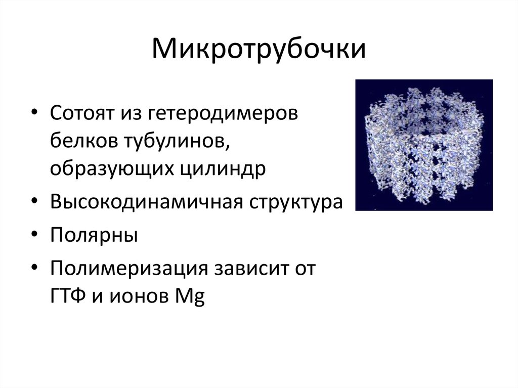 Синтез белков микротрубочек. Микротрубочки строение. Микротрубочки строение и функции. Строение микротрубочек. Микротрубочки особенности строения.