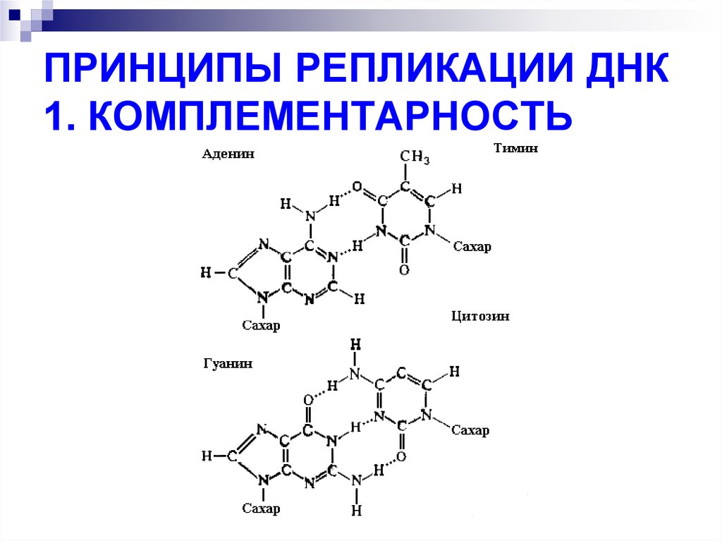 Комплементарность днк. Принципы репликации комплементарность. Принципы репликации ДНК. Репликация принципы репликации ДНК. Какой принцип лежит в основе репликации ДНК.