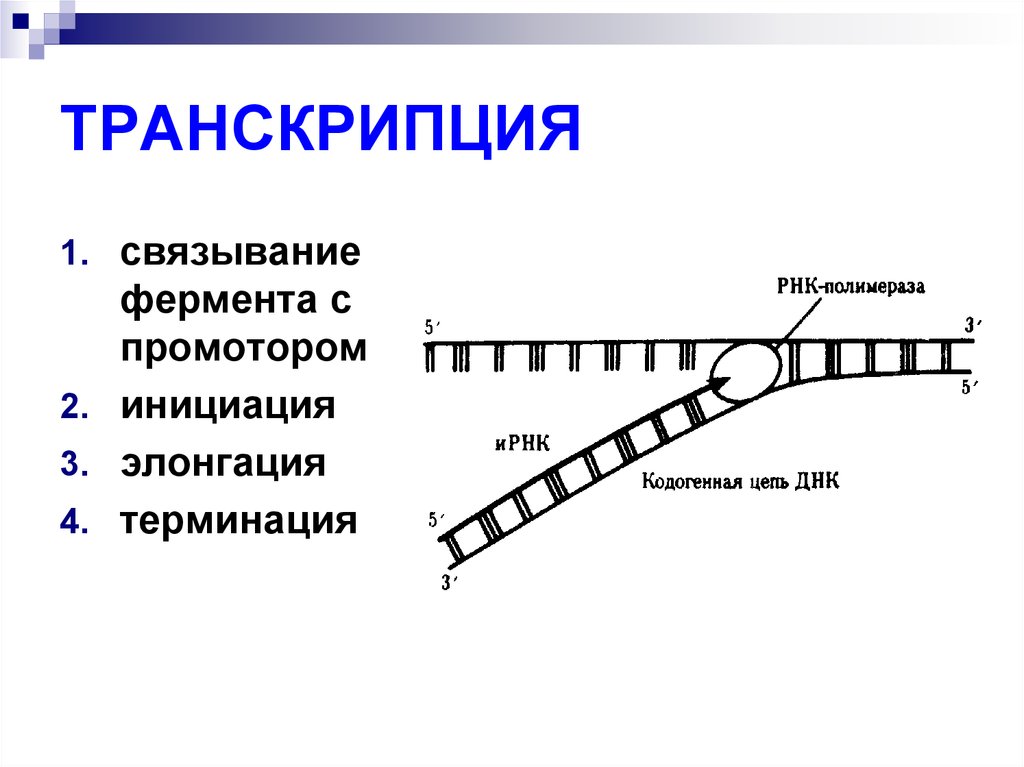 Концы цепей днк. Транскрипция эукариот инициация элонгация. Транскрипция инициация элонгация терминация. Этапы транскрипции инициация элонгация терминация. Матричная и кодогенная ДНК.