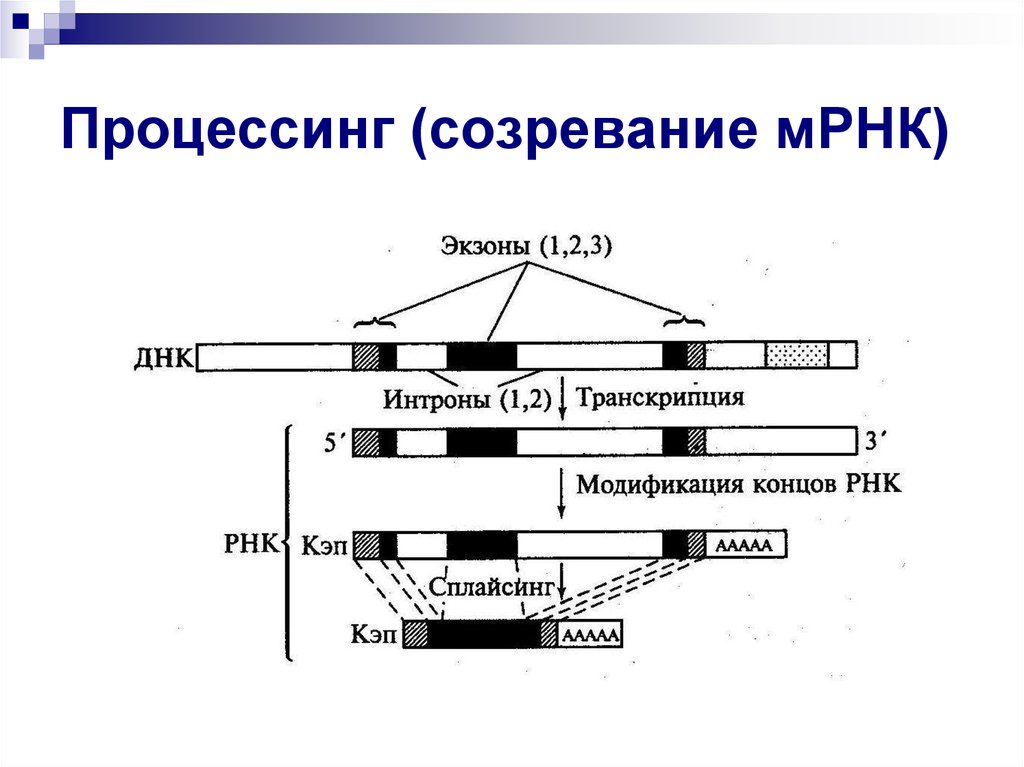 3 созревания рнк. Процессинг пре-МРНК У эукариот. Процессинг МРНК У эукариот. Процессинг МРНК созревание. Этапы процессинга у эукариот.