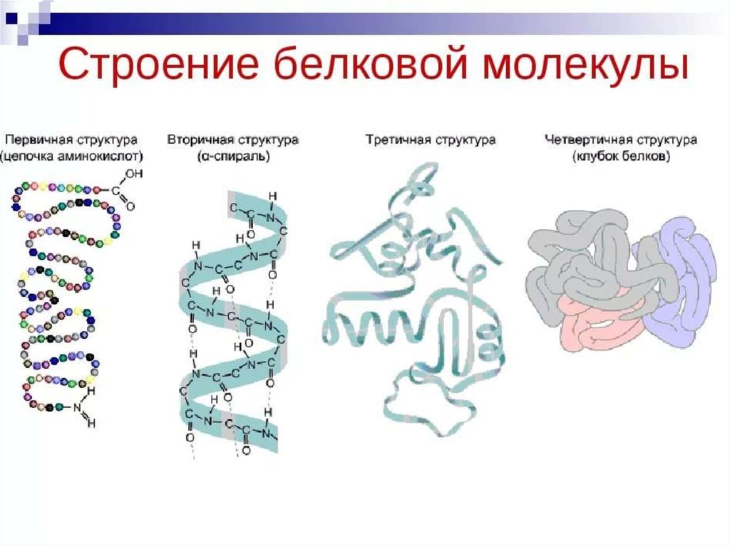 В организации белковых. Структура белковой молекулы схема. Первичная вторичная третичная структура белка. Схема первичной и вторичной структуры белка. Первичная структура белка вид структуры.
