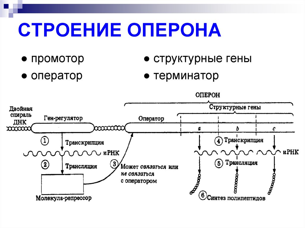 Схема лактозного оперона