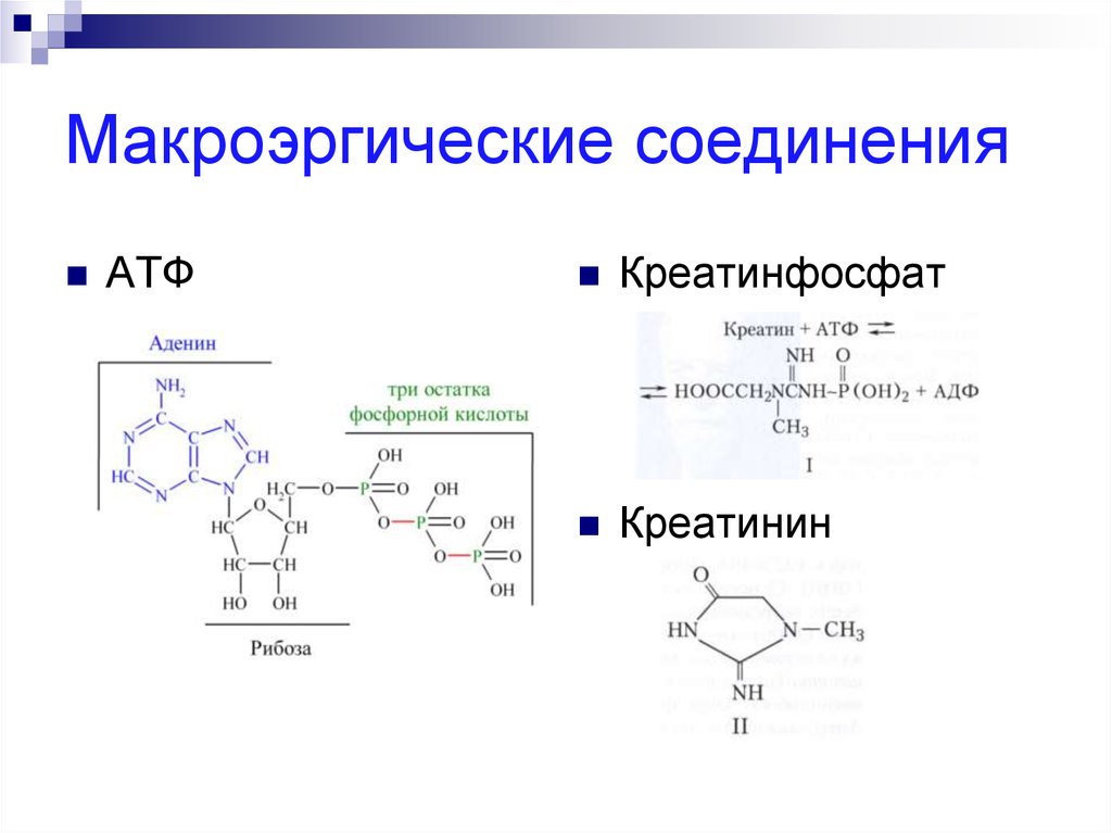 Характеристика макроэргической связи