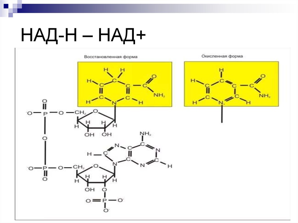 Молекула надф. Формула НАДФ В окисленной и восстановленной формах. Окисленная и восстановленная форма над и НАДФ. Над и надн2 формула. Над+ окисленная форма.