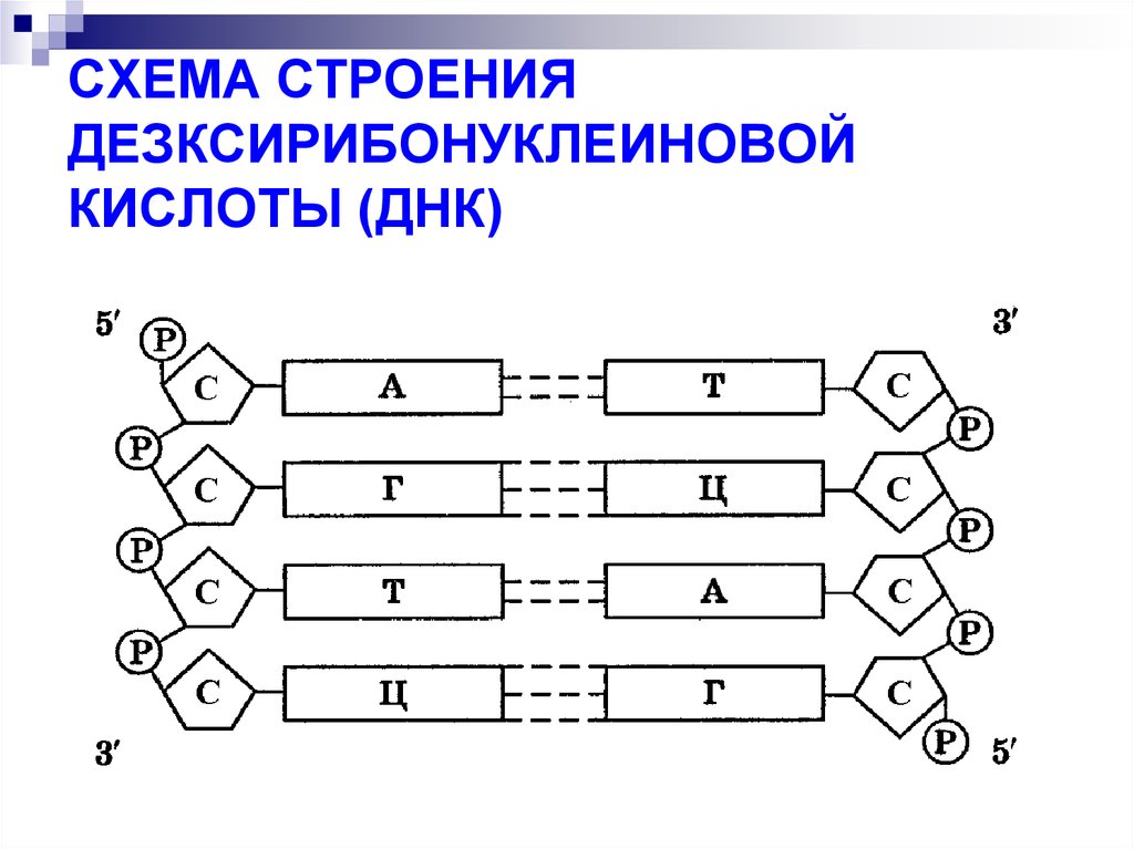 Схема строения днк