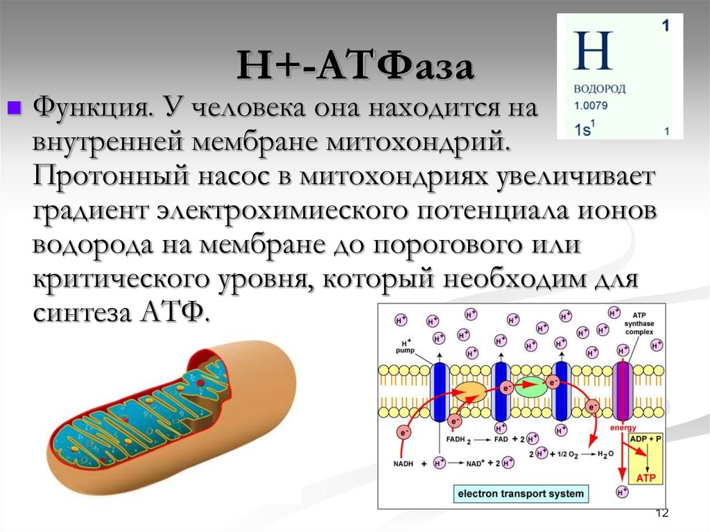 Митохондрии синтезируют атф. Протонный насос (н+-АТФАЗА). Протонный насос митохондрий. Разность потенциалов мембраны митохондрии. Водородный ионный насос.