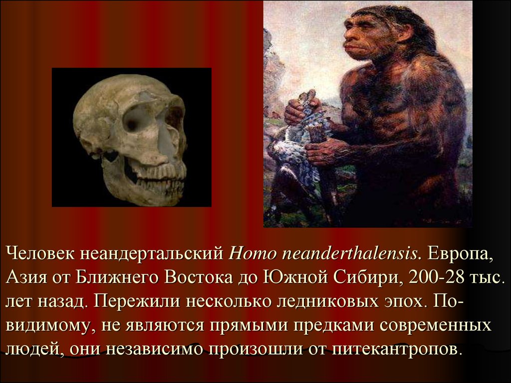 Предком современного человека является. Прямые предки современного человека. Человек Неандертальский предшественник человека. Неандертальский период.