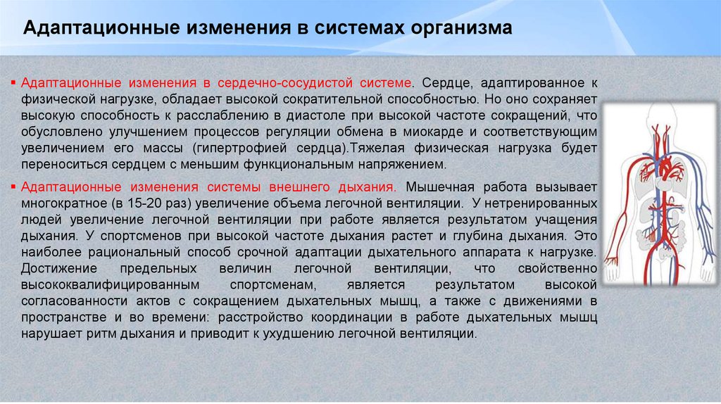 Изменения в организме человека. Адаптация сердечно-сосудистой системы. Адаптация сердечно-сосудистой системы к физическим нагрузкам. Адаптационные способности сердечно сосудистой системы. Адаптация это способность организмов.