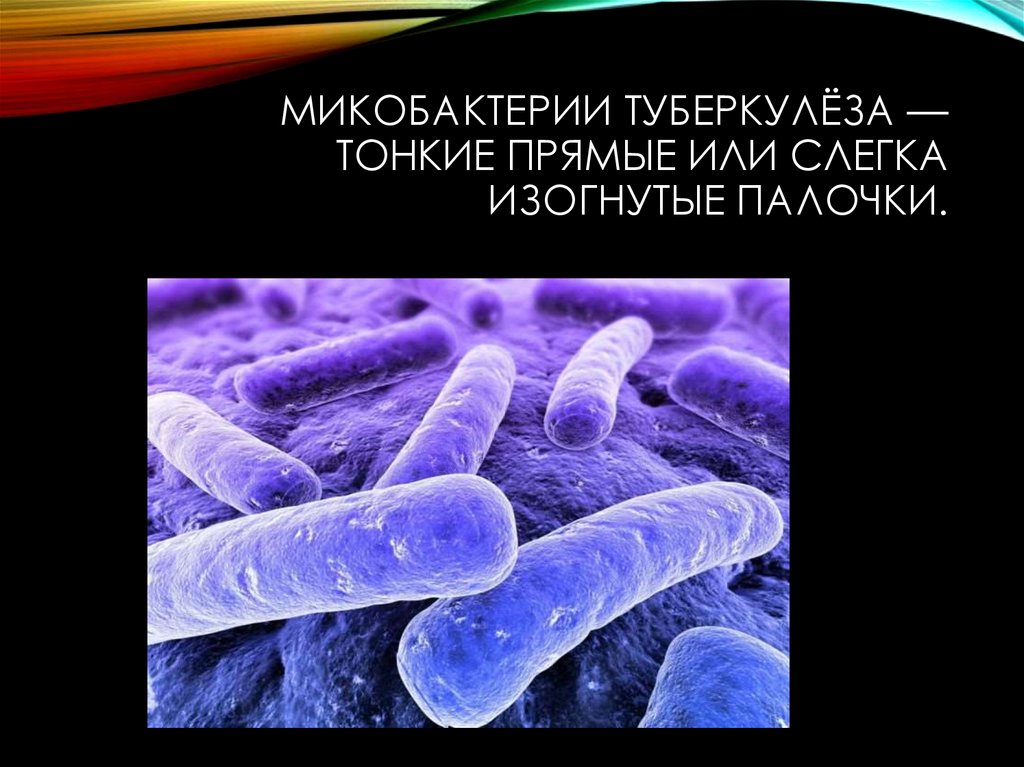 Заболевание туберкулез вызывают бактерии. Палочка Коха туберкулез. Микобактерия туберкулеза палочка Коха. Палочки – микобактерия туберкулеза. Палочка Коха микробиология.