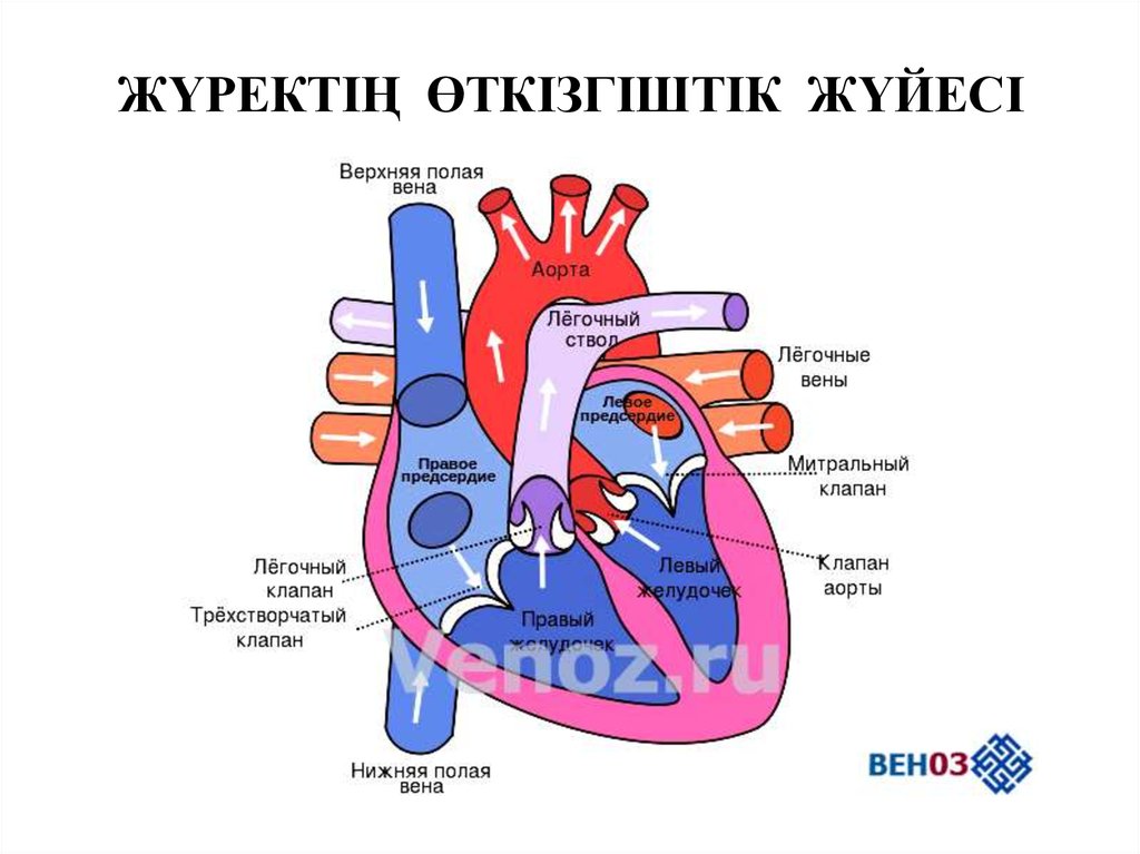 Схема сердца с надписью