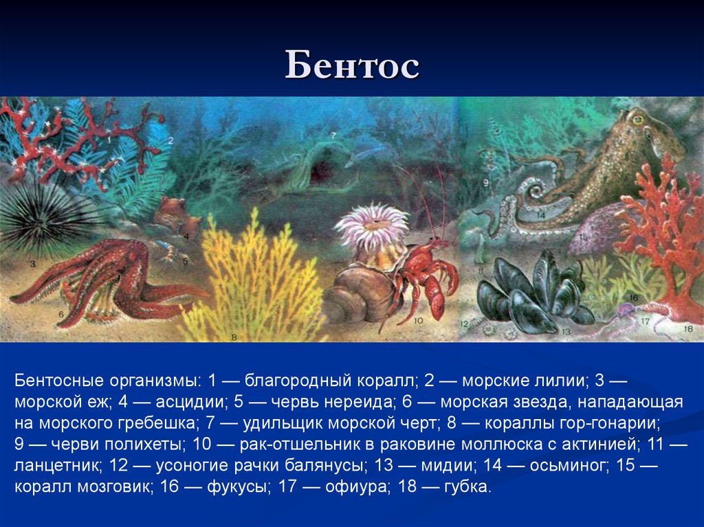 Группы живых организмов в океане. Представители бентоса. Что такое бентос в биологии 5 класс. Кораллы бентос. Бентосные организмы.