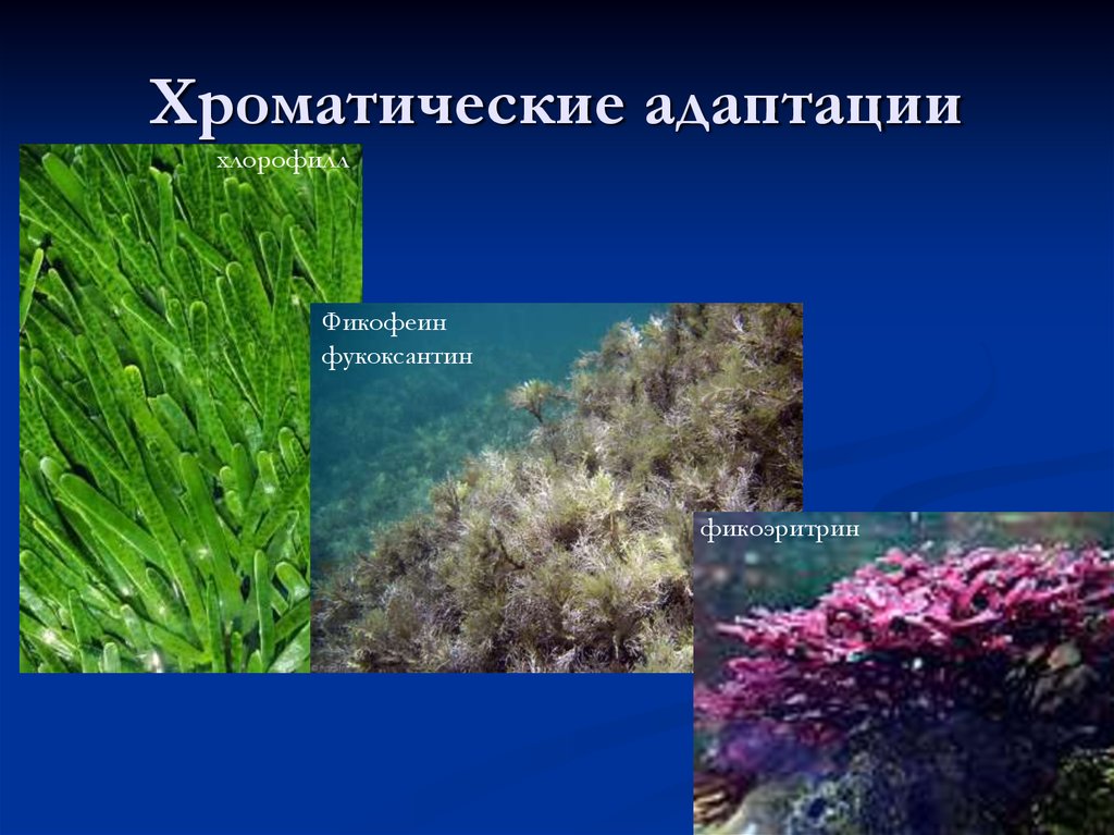 Адаптации водная среда жизни. Фукоксантин бурые водоросли. Адаптации растений к водной среде. Хроматическая адаптация. Хроматическая адаптация водорослей.