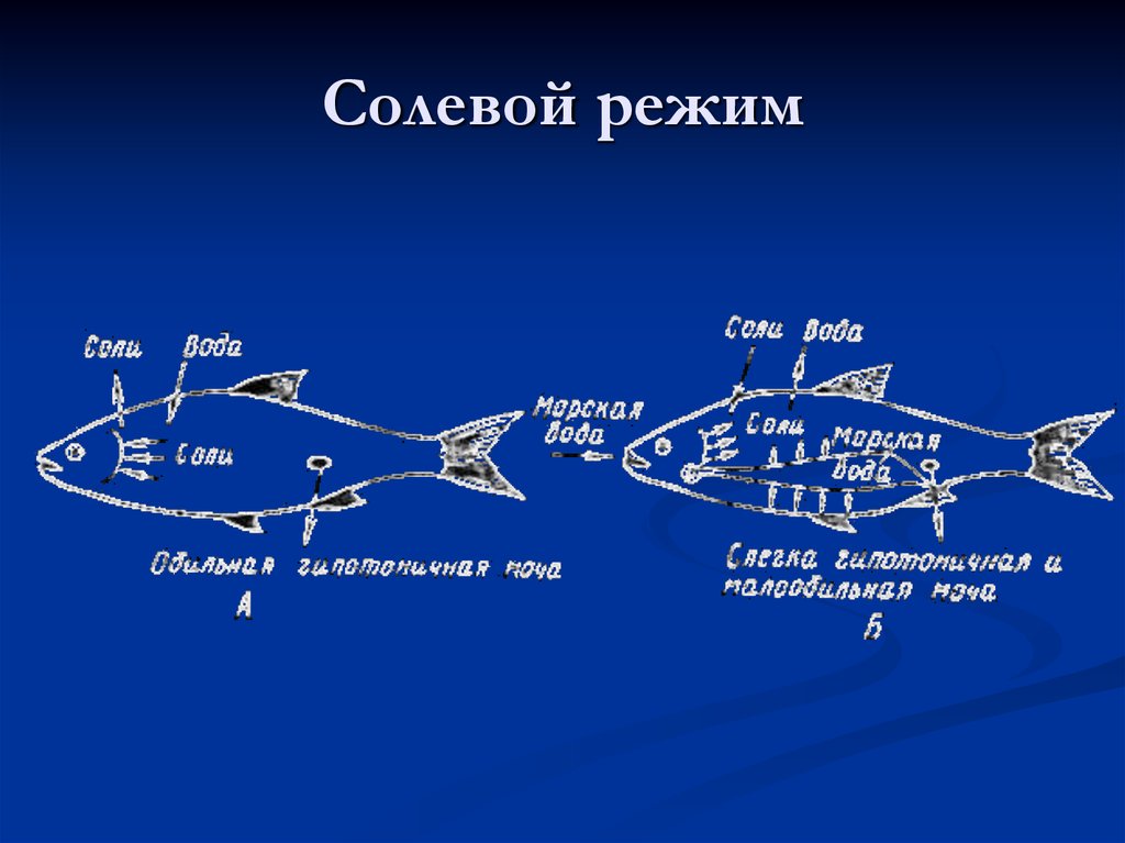 Солевой режим характерен