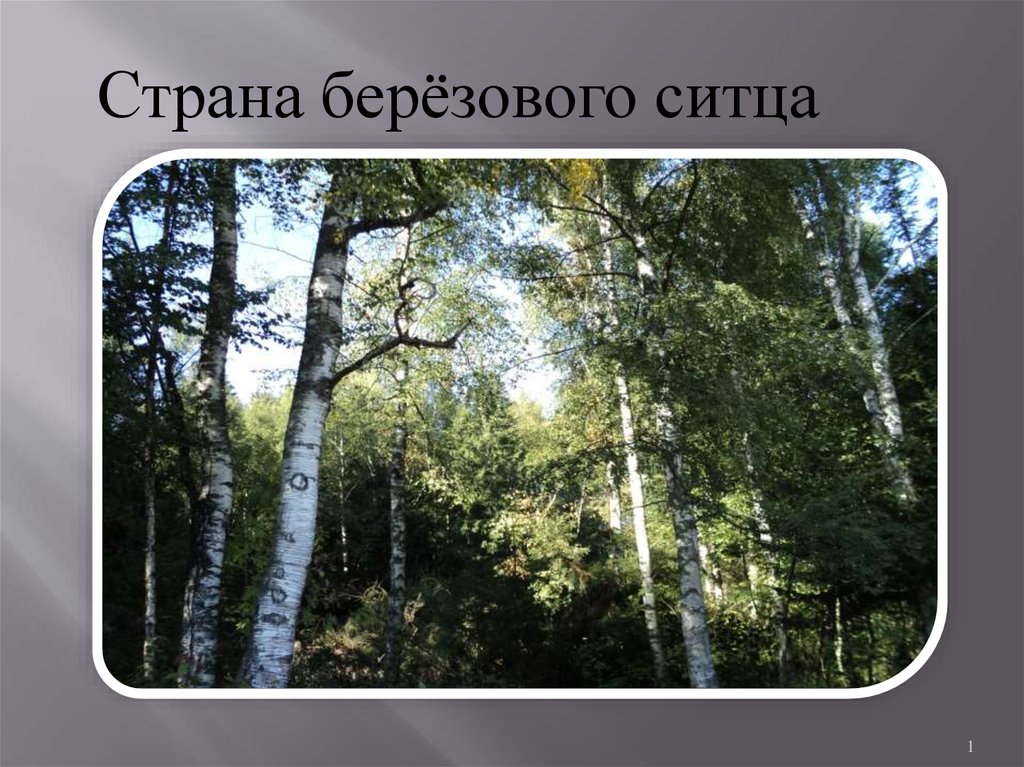 Есенин березовый ситец. Страна березового ситца. Страна берёзового ситца Есенин. Березовый ситец Есенин.