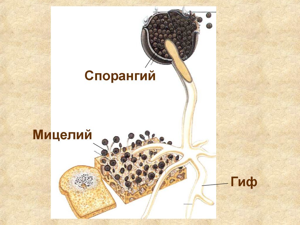 Мицелий гриба гиф. Гифы мицелия. Мицелий и гифы у грибов. Неклеточный мицелий. Мицелий строение гифов.