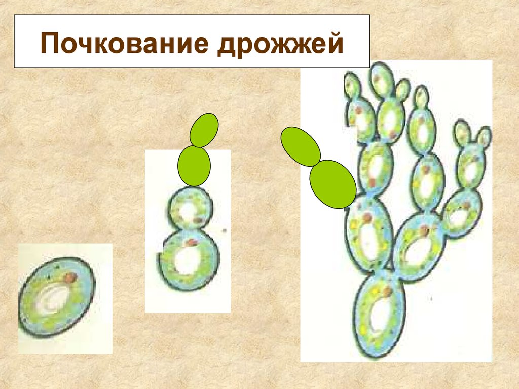 Почкование примеры. Почкование дрожжей бесполое. Дрожжи грибы почкование. Дрожжи грибы размножение. Почкование это в биологии дрожжи.