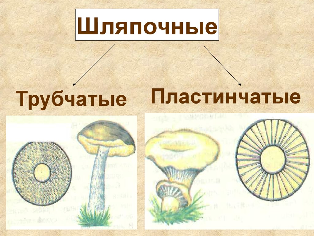 Грибы произошли от различных