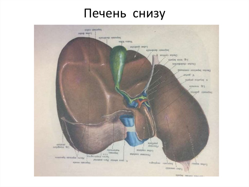 Глиссонова капсула. Печень висцеральная поверхность снизу 1. Печень вид снизу висцеральная поверхность. Печень строение снизу висцеральная поверхность. Внешнее строение печени вид снизу висцеральная поверхность.