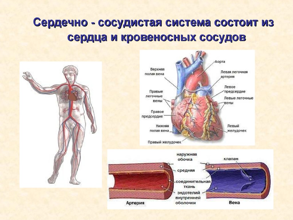 Сосудистая система человека образована сосудами трех. Сердечно-сосудистая система человека структура. Строение сердечно сосудистой системы. Кровеносные сосуды человека анатомия. Особенности строения кровеносной системы человека сердце сосуды.