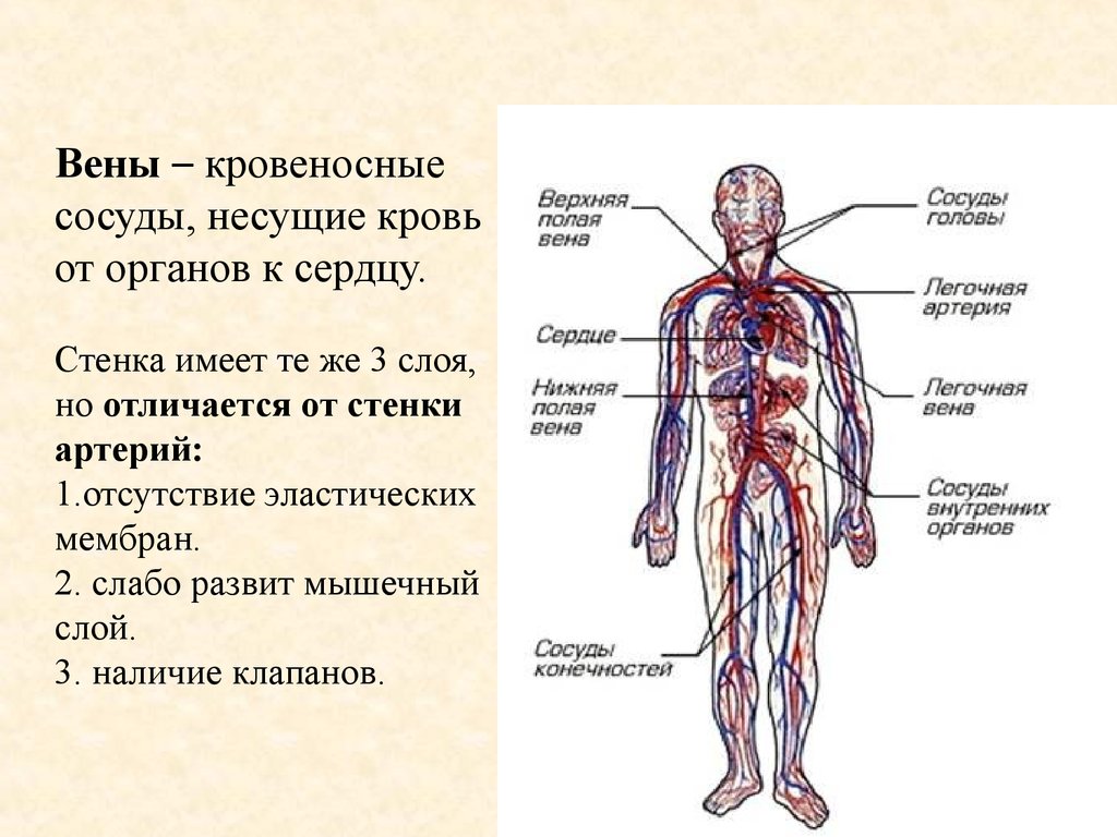 Вены и артерии схема. Сосудистая система человека анатомия вены и артерии. Кровеносная система сосуды артерии вены. Кровеносные сосуды человека схема артерии вены. Кровеносная система человека Вена артерии.