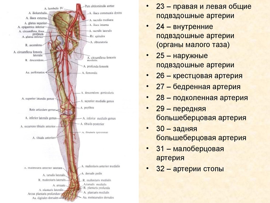 Правая подвздошная артерия. Ветви наружной подвздошной артерии схема. Наружная бедренная артерия анатомия. Сосуды таза и нижних конечностей схема. Бедренная артерия Неттер.