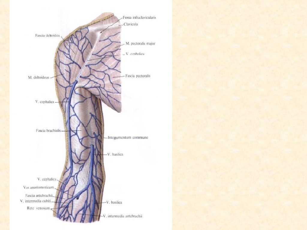 Вены верхних конечностей анатомия