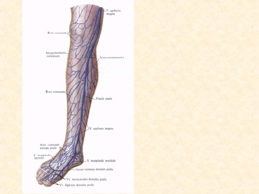 Карта вен нижних конечностей. Суральные вены голени анатомия. Икроножные вены голени анатомия. Суральная Вена нижних конечностей анатомия. Поверхностные вены нижней конечности анатомия.