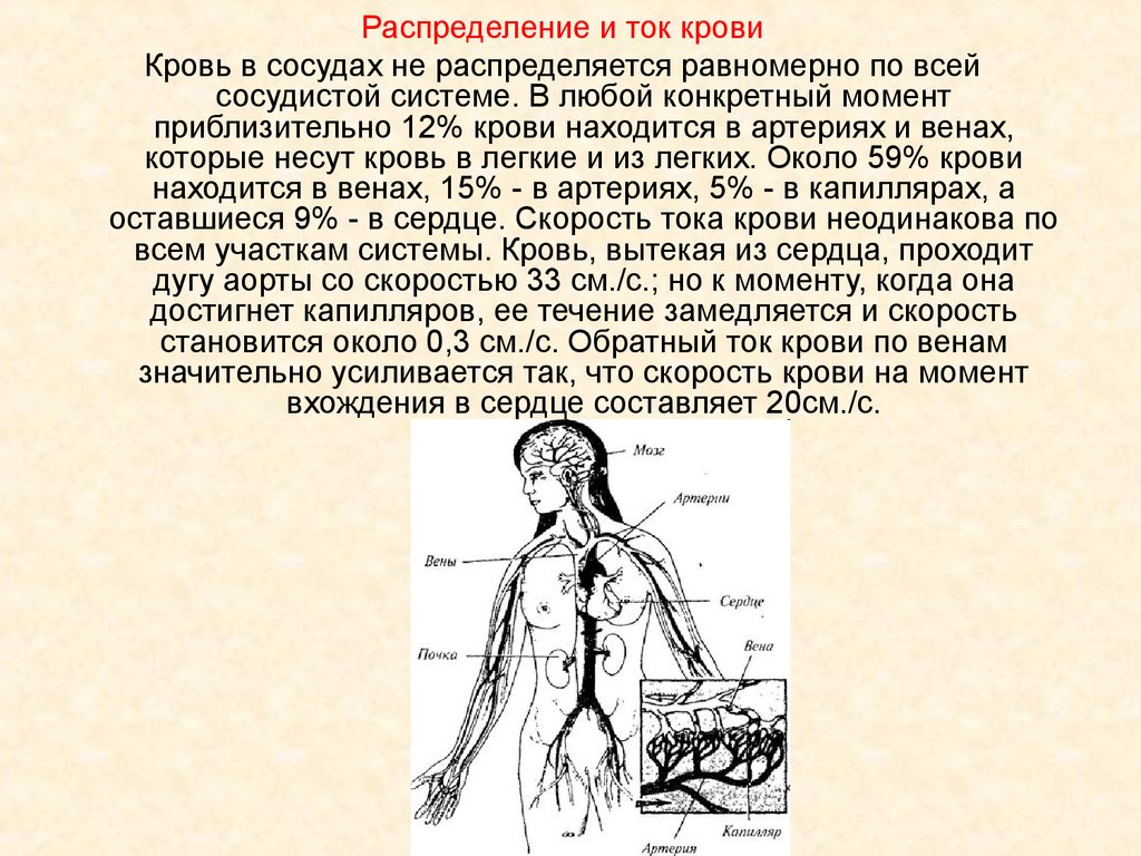 Толковый словарь значение слова вена артерия капилляр. Распределение крови в сосудистой системе. Распределение и ток крови. Скорость крови в венах и артериях. Сосуды распределения.