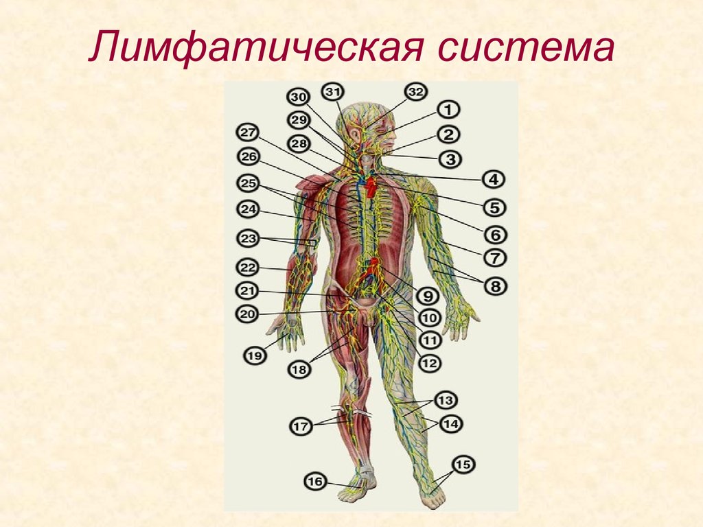 Лимфодренажная система. Схема строения лимфоидной системы человека. Лимфатическая система человека анатомия. Лимфатическая система схема. Строение лимфатической системы человека.