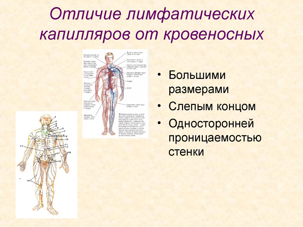 Лимфатические капилляры. Отличие лимфатических сосудов от кровеносных. Отличие строения лимфатического капилляра от кровеносного. Отличие лимфатической системы от кровеносной. Лимфатические сосуды отличаются от кровеносных.