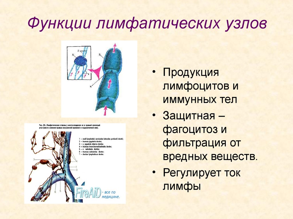 Функции лимфатической организма