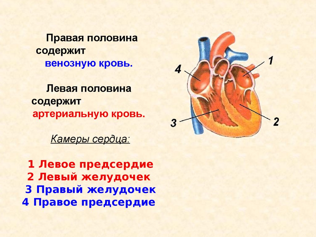 В правый желудочек сердца человека поступает. 3. Строение сердца (желудочки, предсердия. Строение сердца человека камеры сердца. 1 Строение желудочков сердца. Камеры сердца и сосуды содержащие артериальную кровь.