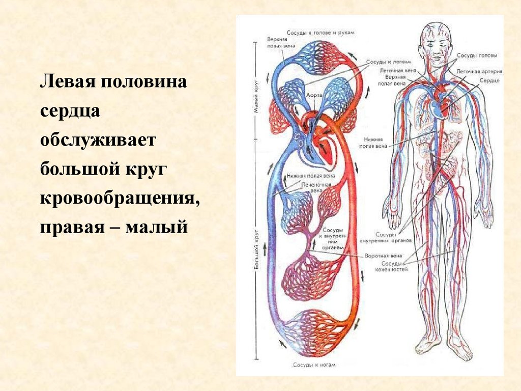 Кровообращение сердца 8 класс. Сердечно-сосудистая система круги кровообращения анатомия. Система кровообращения человека сердце и кровеносные сосуды. Артерии кругов кровообращения схема. Схема большого круга кровообращения в организме человека.