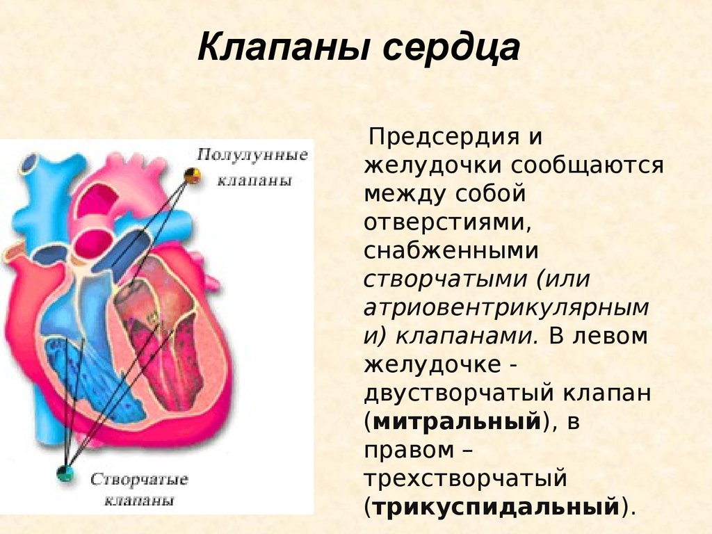 Какую функцию выполняет полулунный клапан. Клапаны сердца створчатые и полулунные. Строение сердца атриовентрикулярный клапан. 3 Створчатый клапан сердца. Атриовентрикулярный клапан это створчатый.