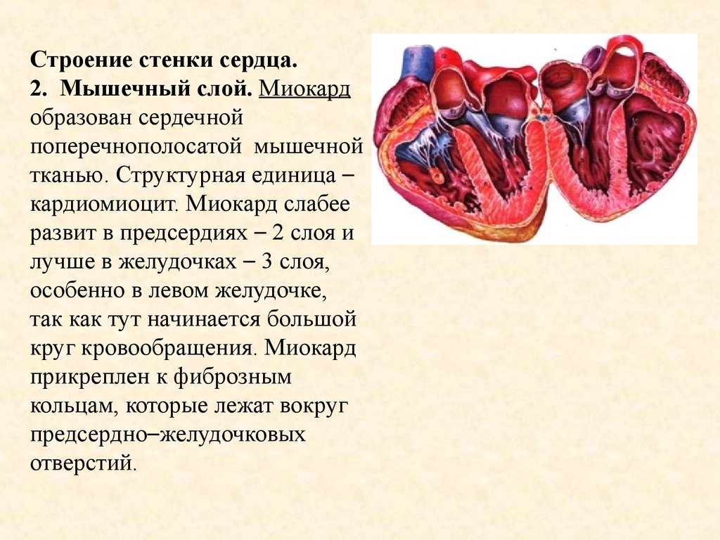 Сердечная стенка образована какой тканью. Миокард желудочков состоит из слоев. Стенки миокарда анатомия. Миокард предсердий и желудочков.