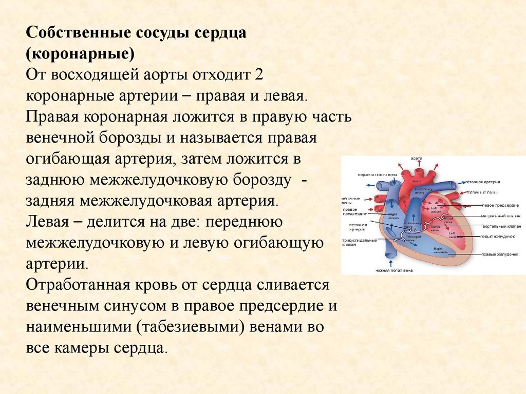 В статье под названием артерия жизни рассказывается. Собственные сосуды сердца. Венечные артерии отходят. Сердце и кровеносные сосуды.